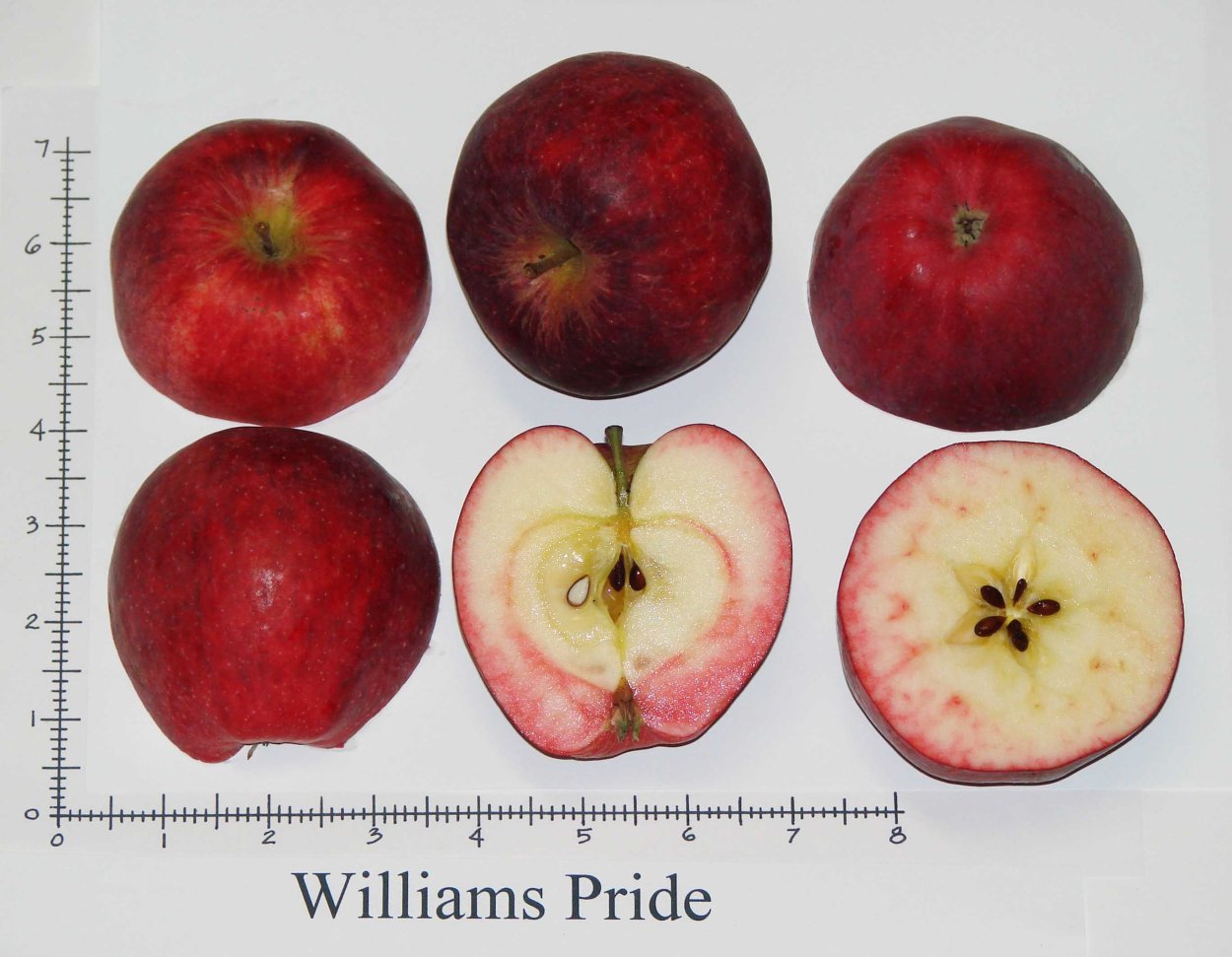 Яблоня ред Пэшн