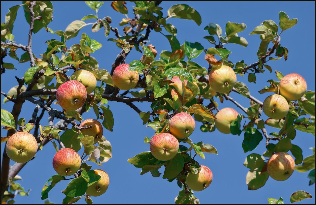 Зеленые яблоки на дереве