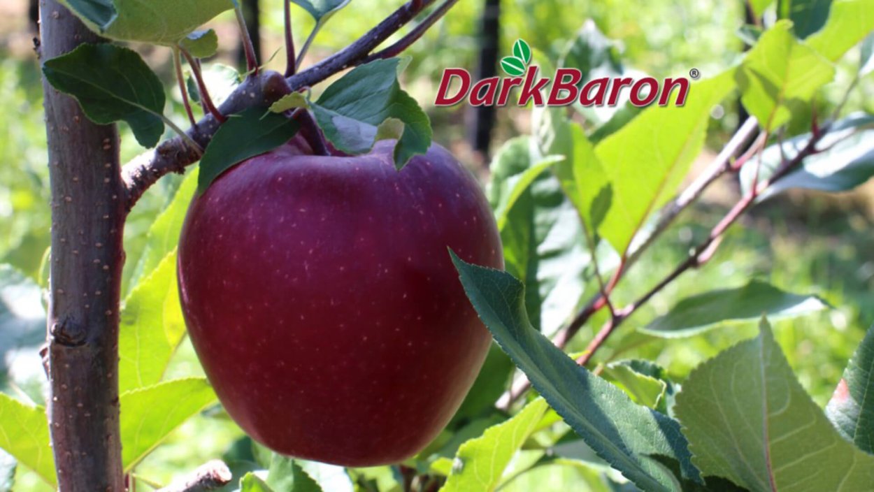 Сорт яблони Хани Крисп