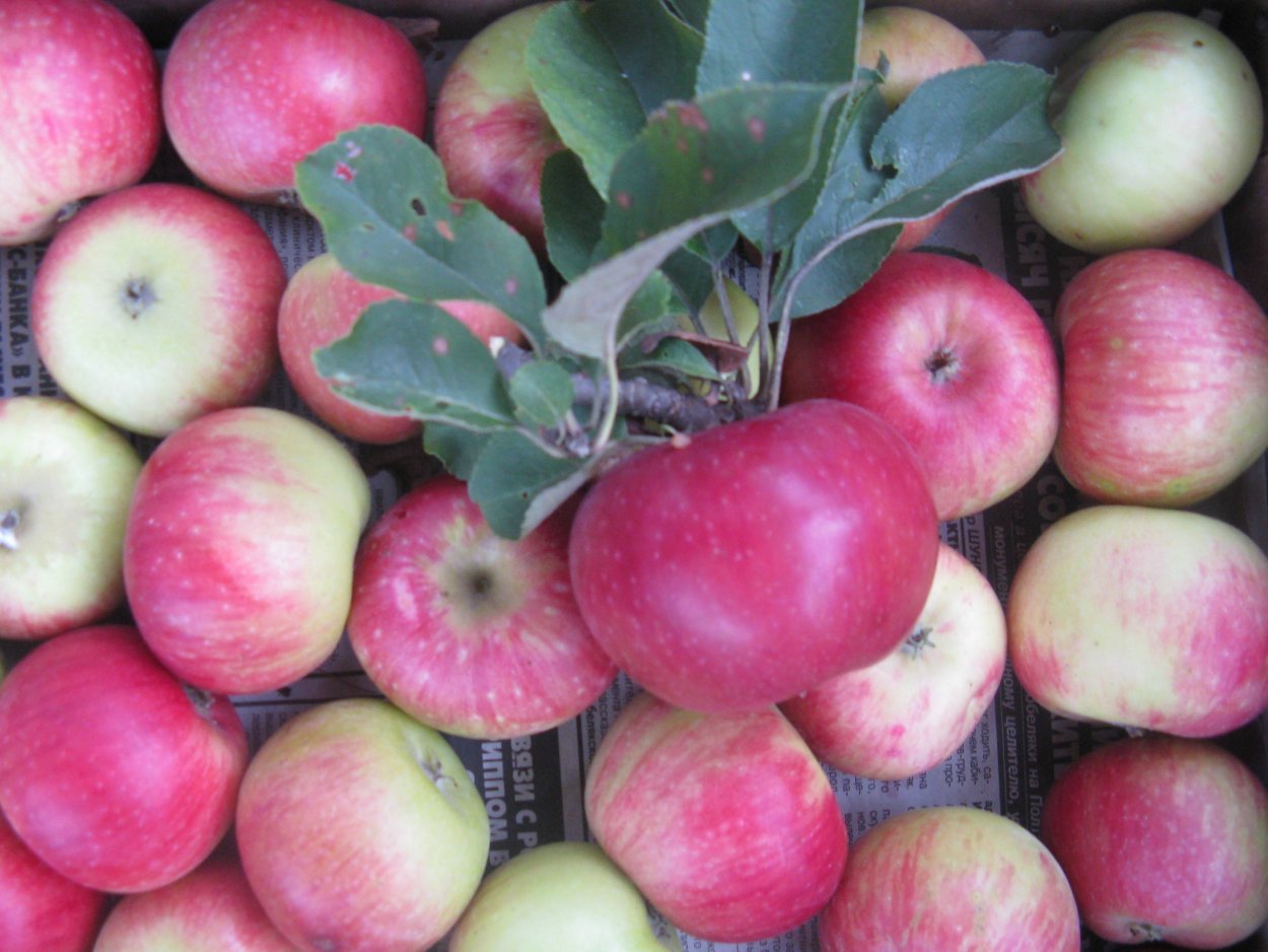 Яблоня ред Делишес (2 года)