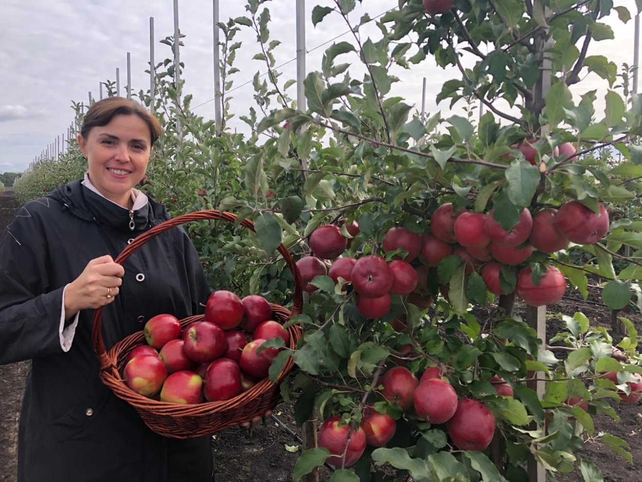 Яблоня дарк идол