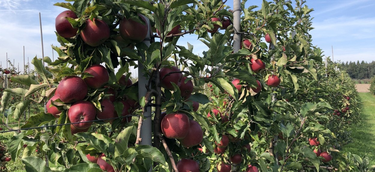 Яблоня Толунай