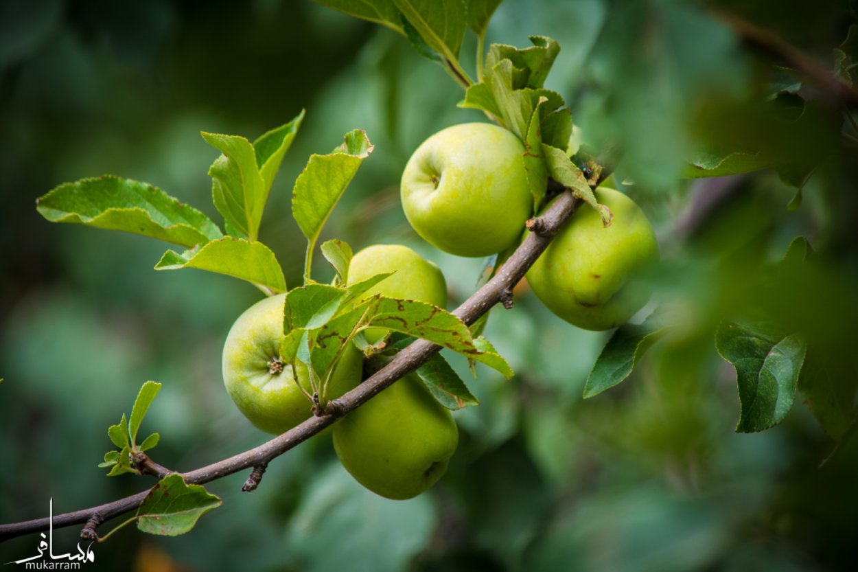 Яблоня Бессемянка Мичуринская
