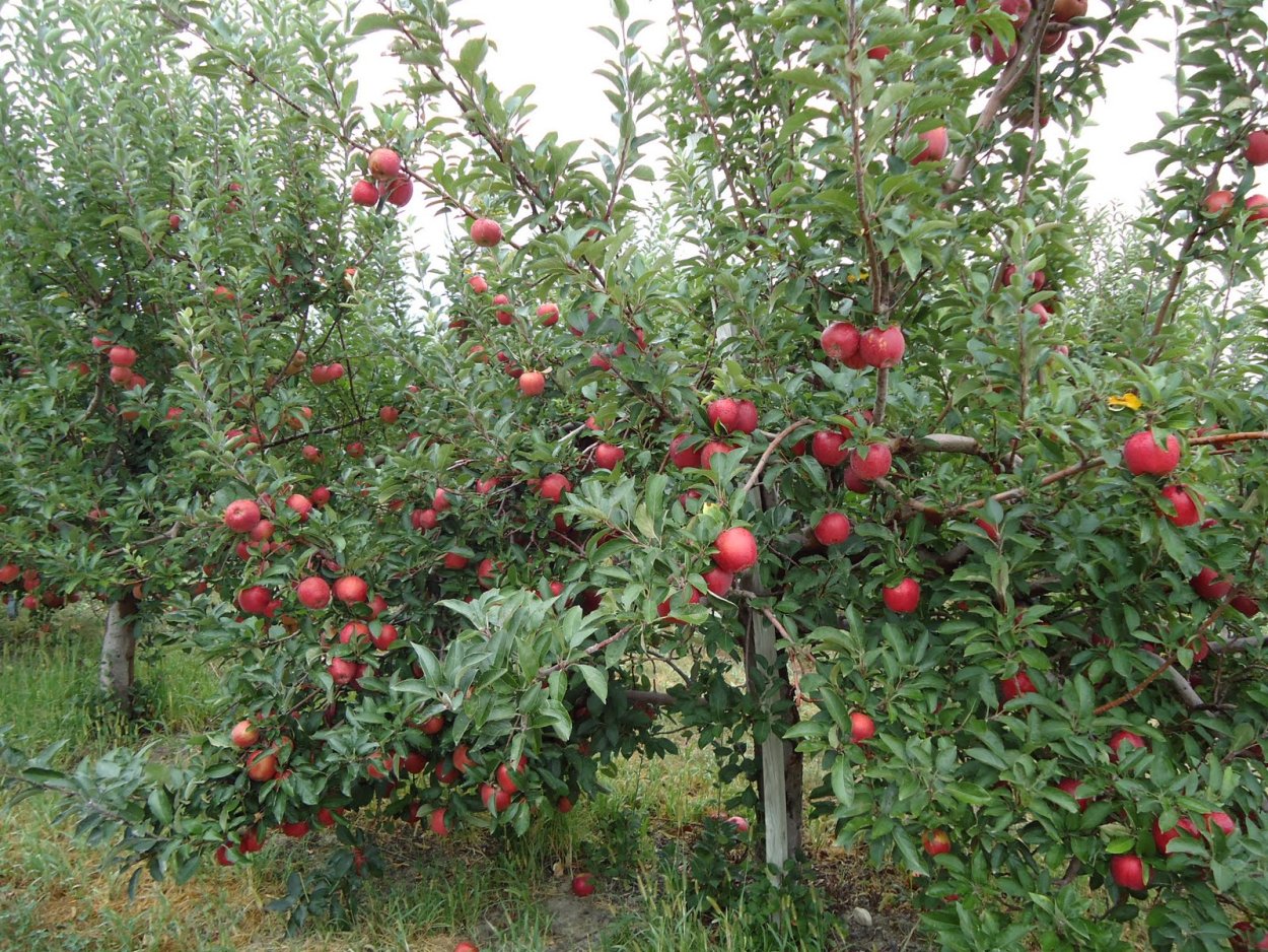 Яблоня сорт Витязь