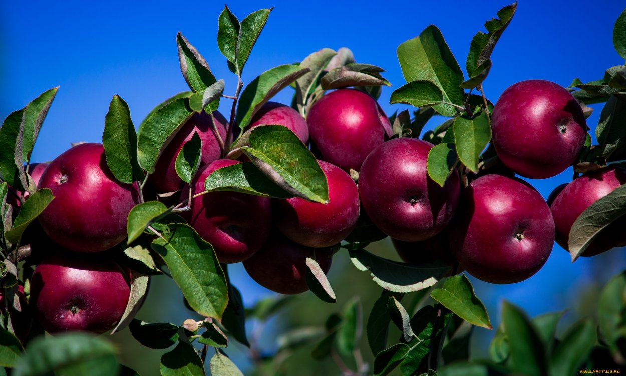 Яблоня Крымский синап