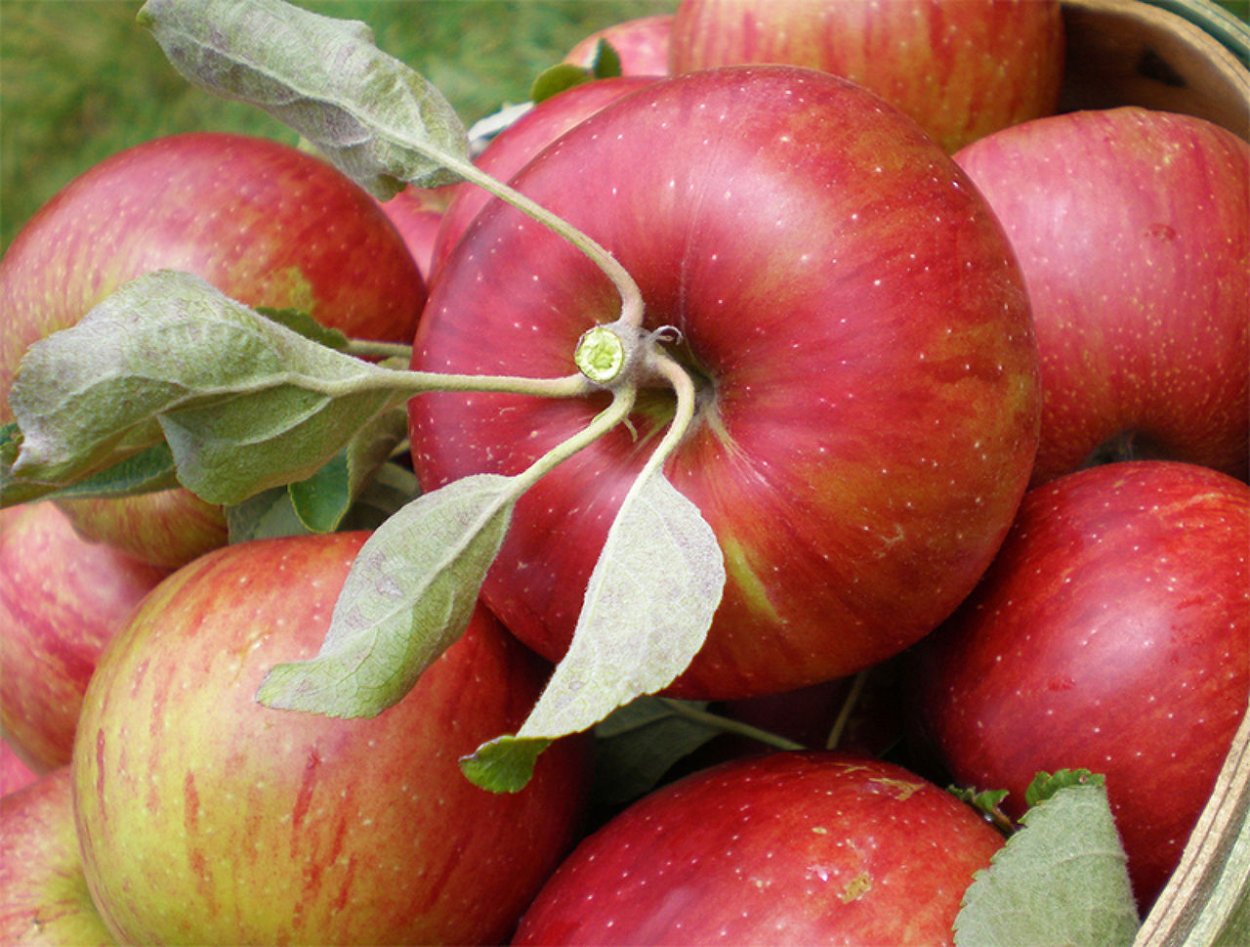 Яблоня Кубанское багряное