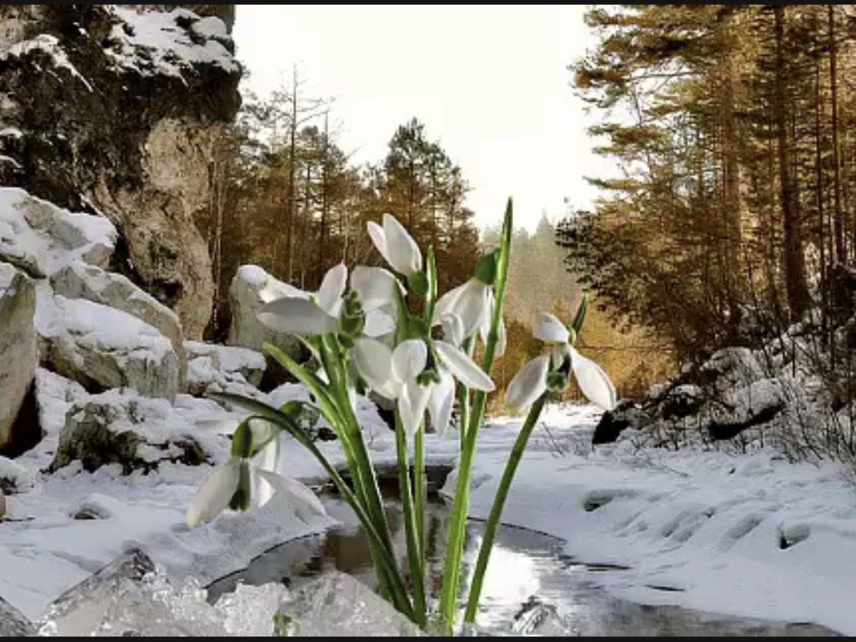 Ранняя весна в лесу