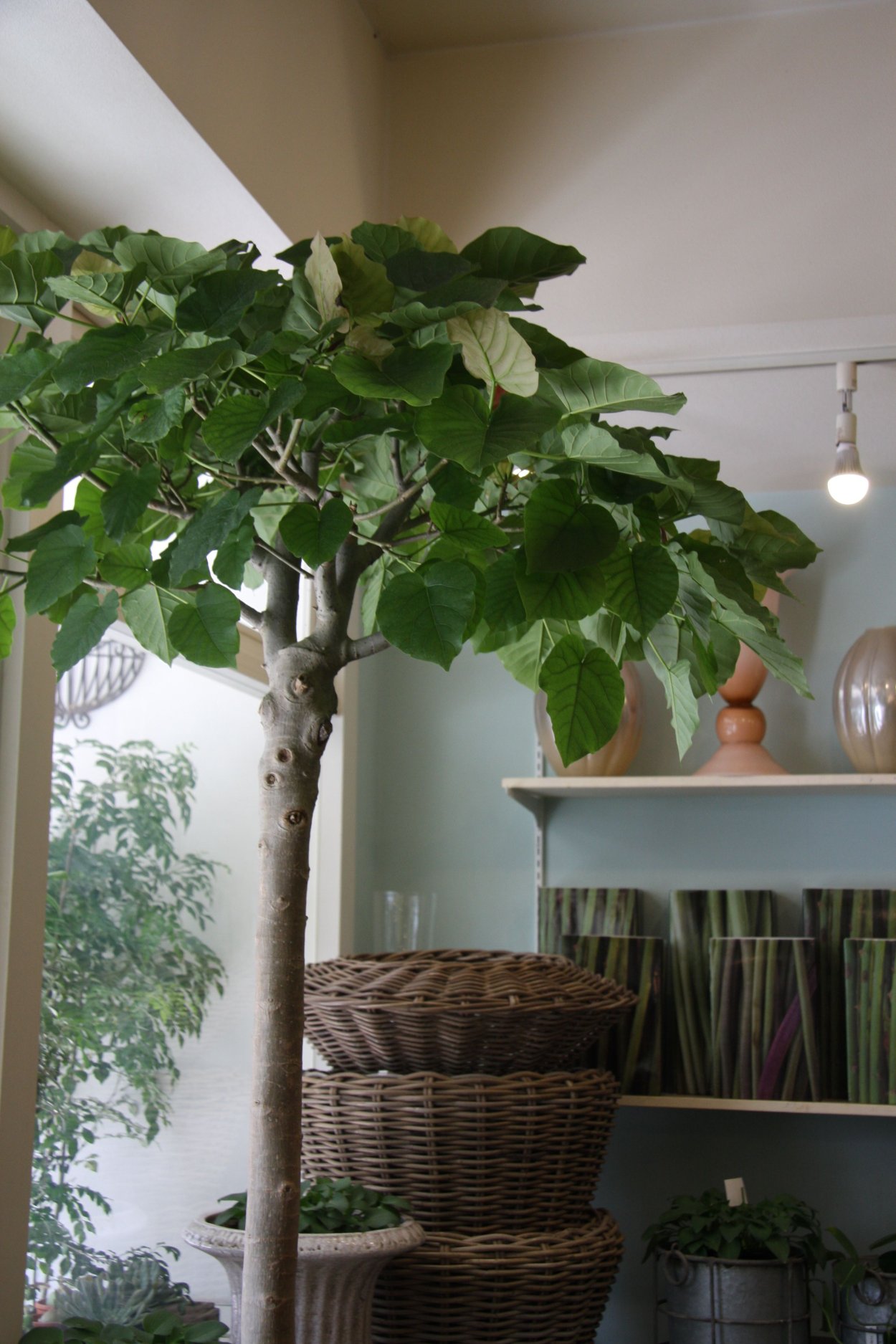 Фикус Аурикулата Эверест