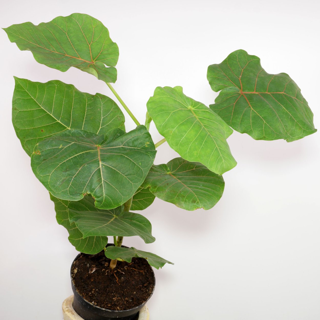 Фикус Петиоларис (Ficus petiolaris)