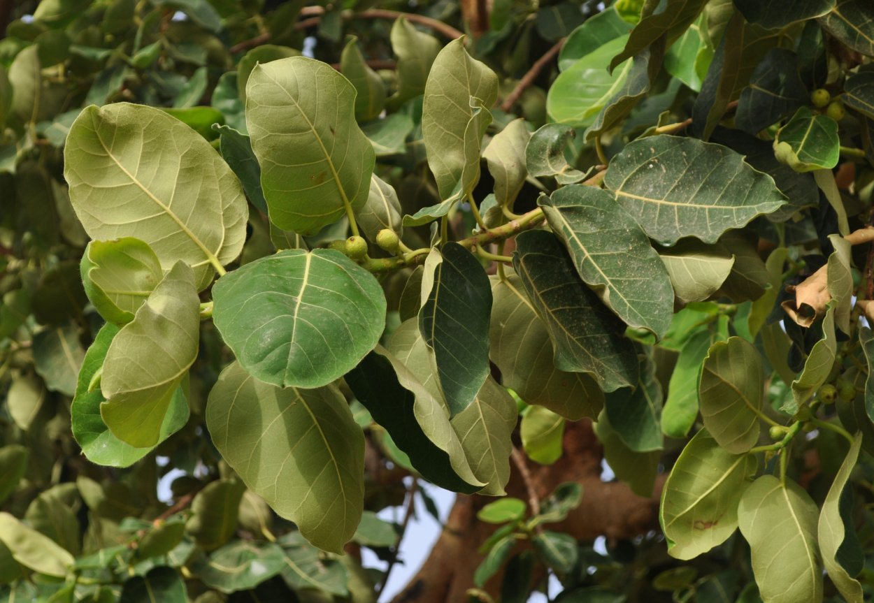 Фикус лировидный цветение