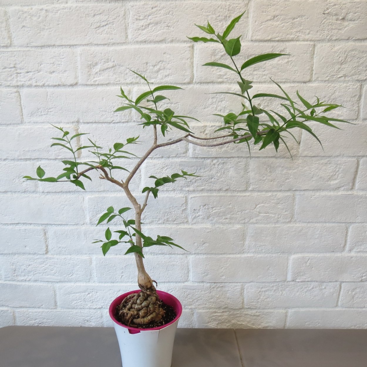 Фикус брандегия