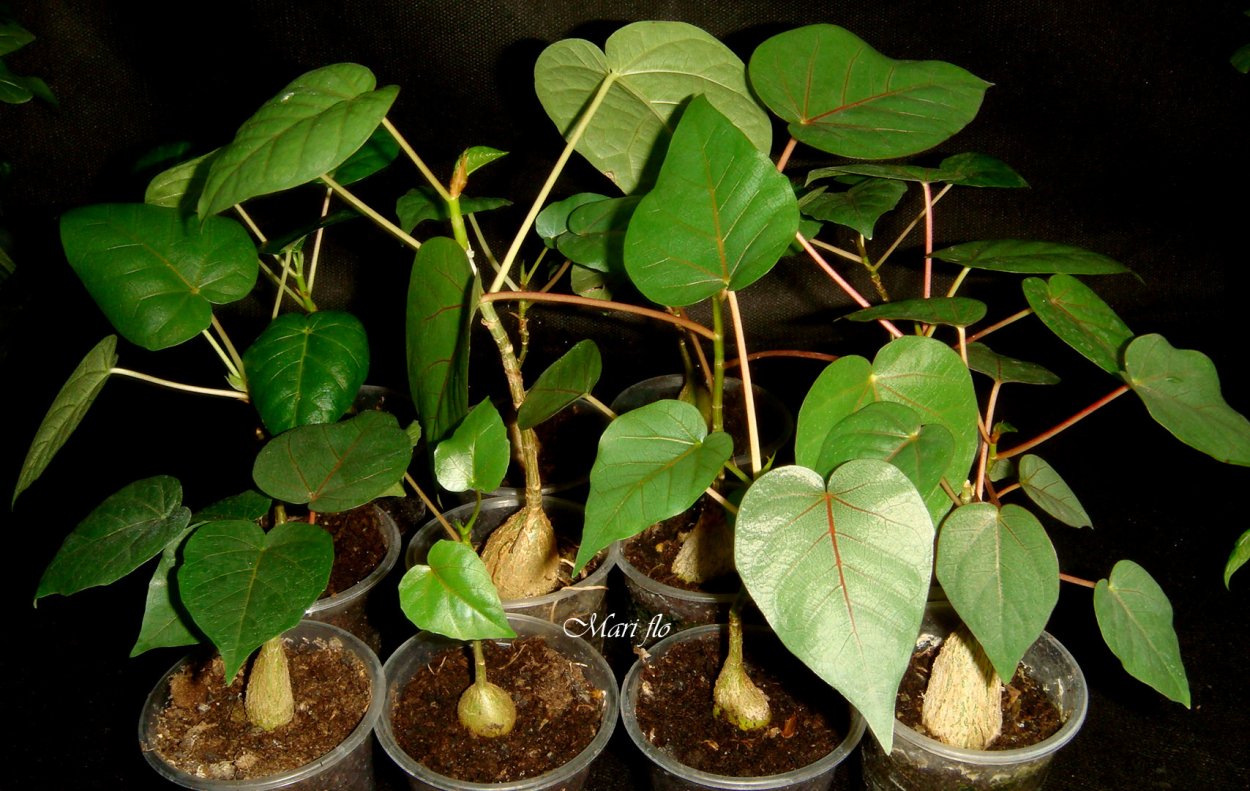 Ficus auriculata