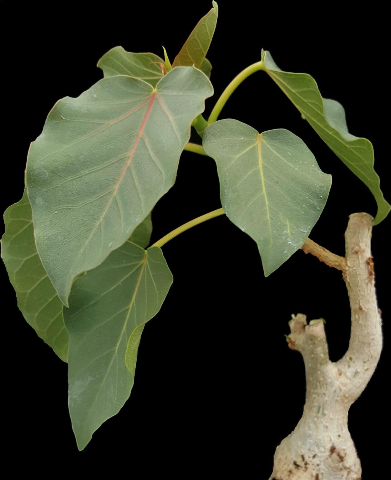 Ficus petiolaris