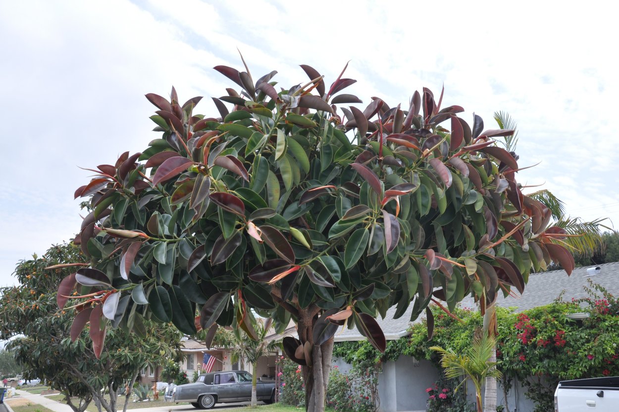 Ficus religiosa бонсай