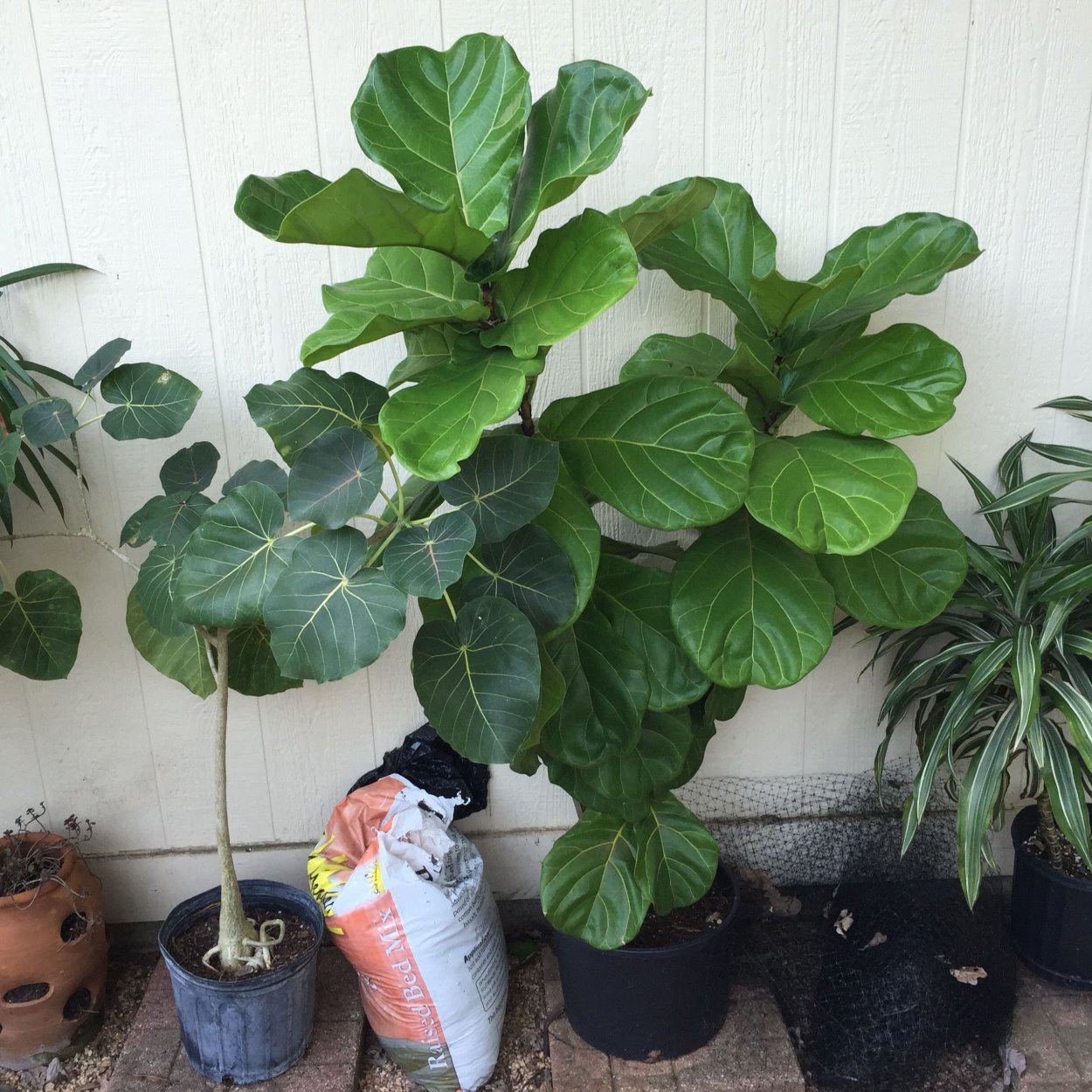 Фикус Бенджамина Вариегата