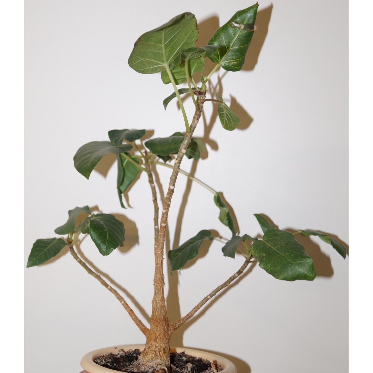 Фикус сорта