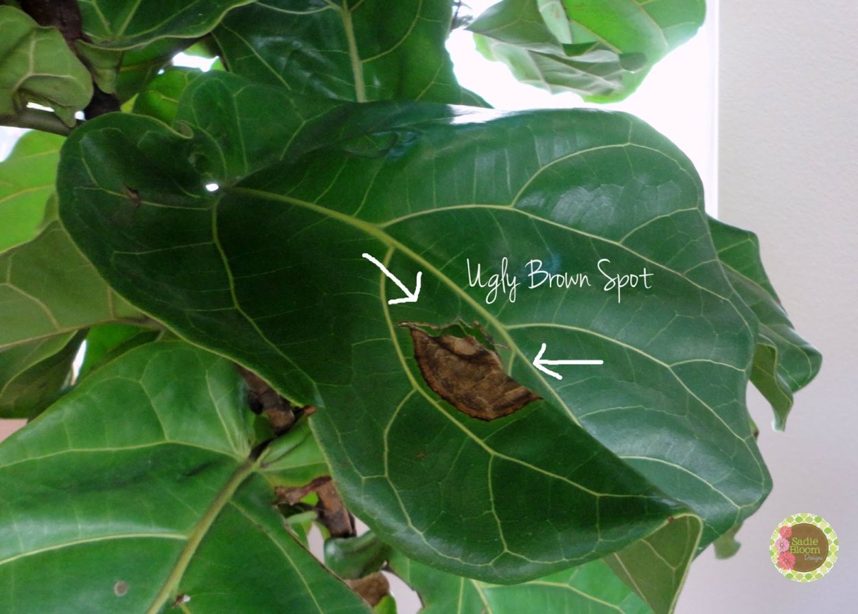 Фикус лирата умбеллата