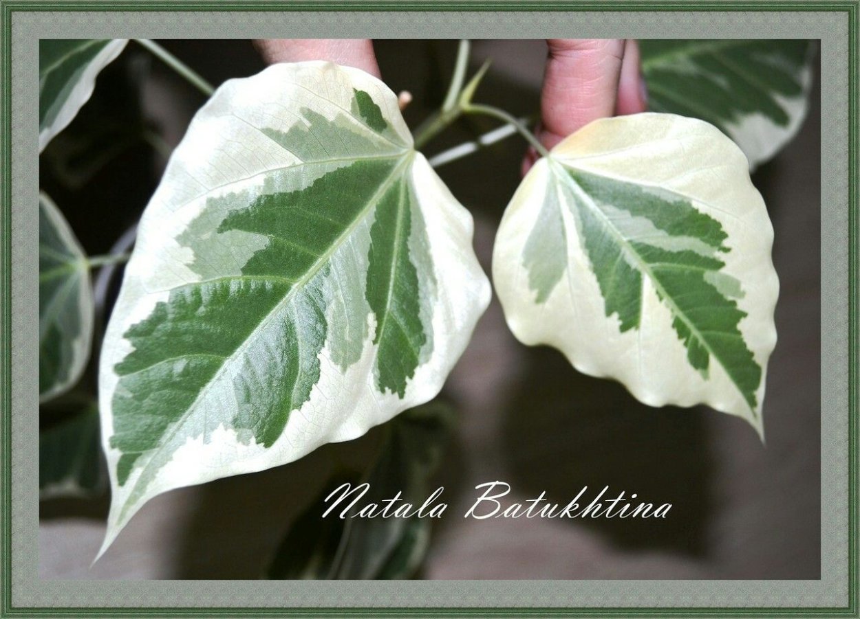 Фикус священный