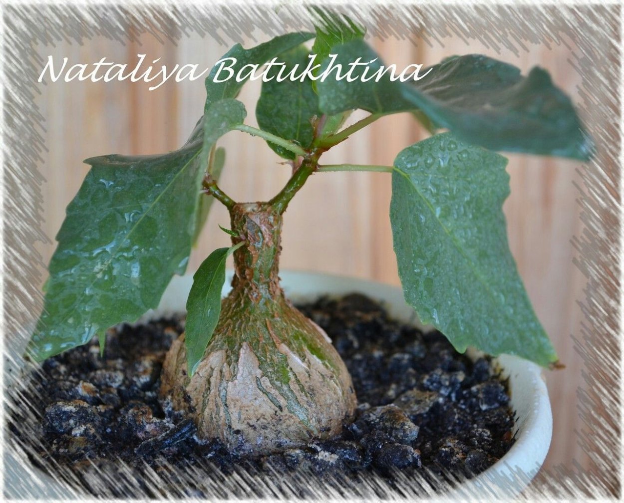 Фикус лировидный каучуконосный