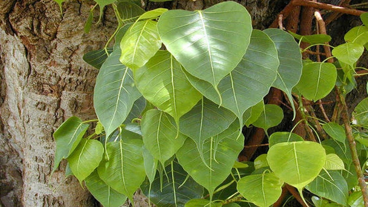 Фикус каудексный Пятиолярис