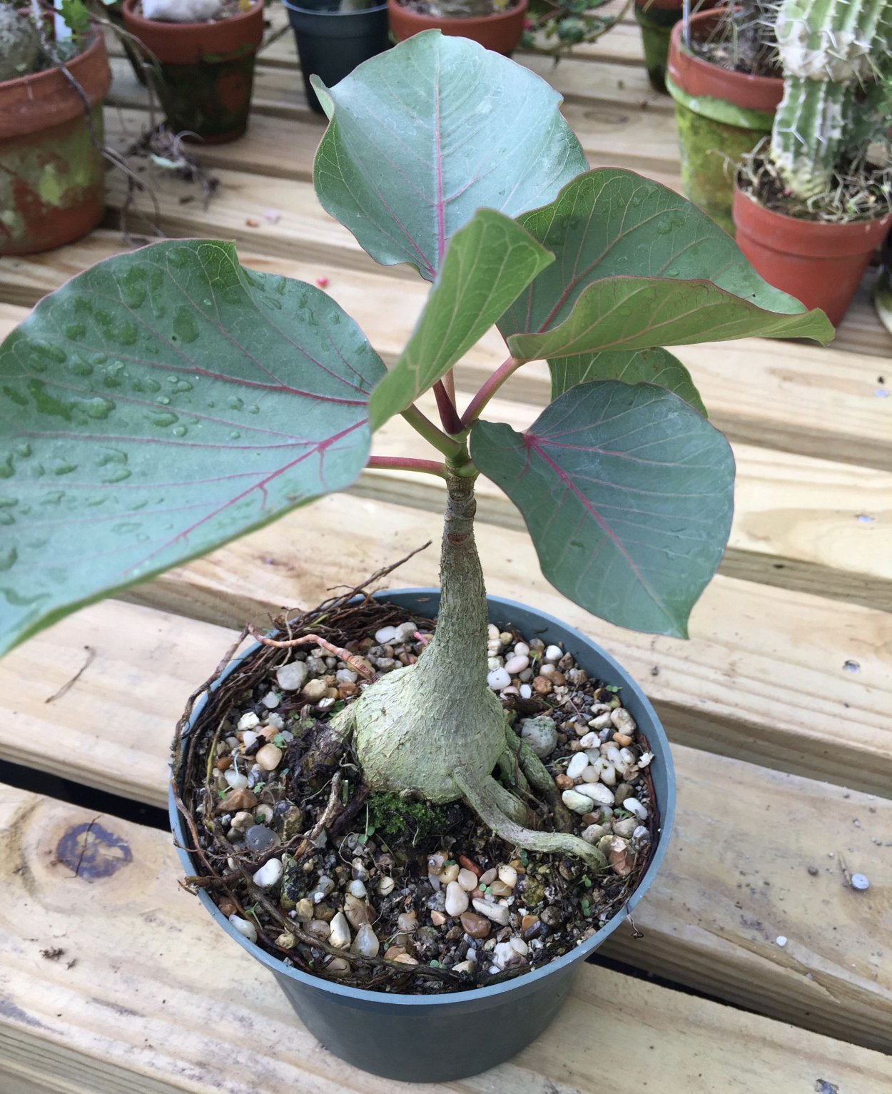 Фикус Палмери