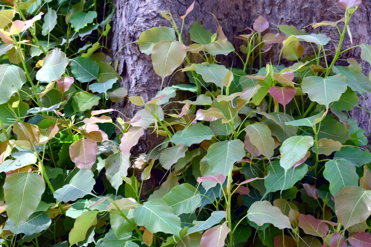 Фикус altissima