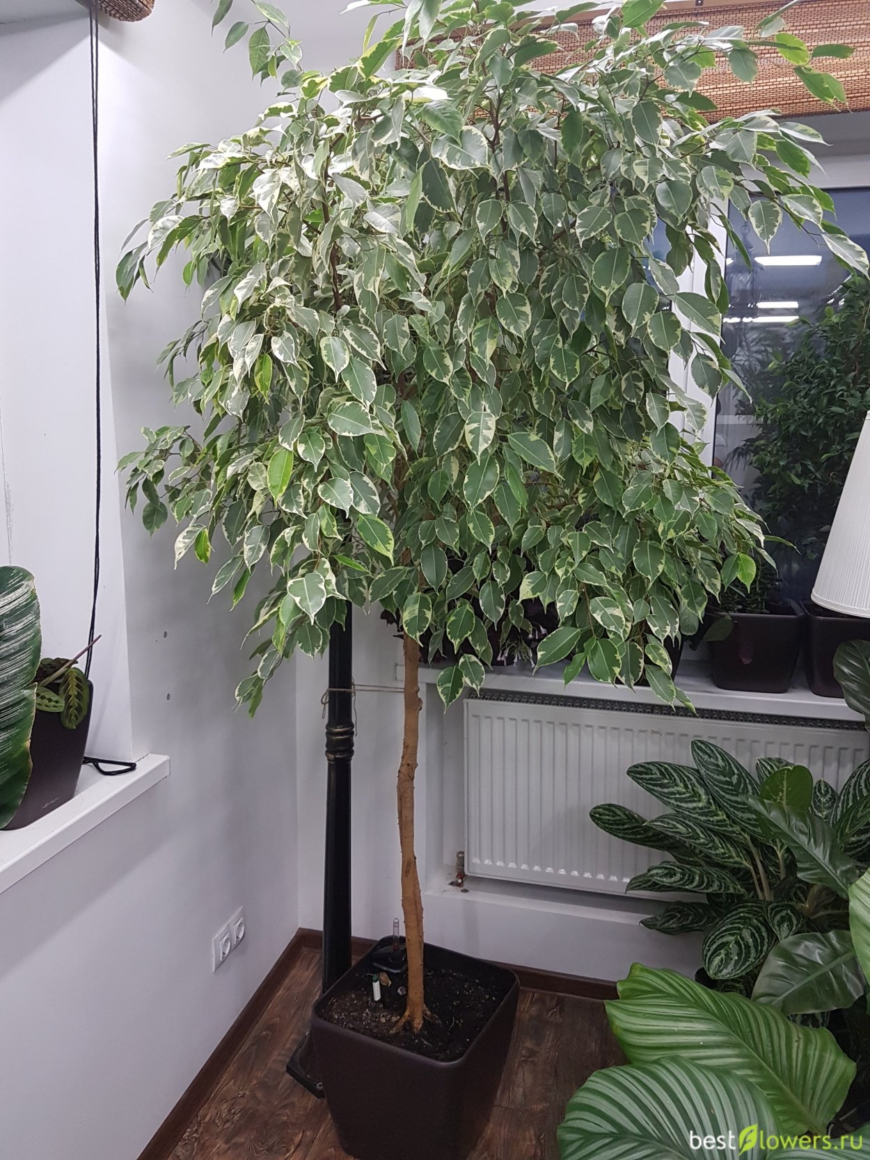 Фикус лировидный лирата