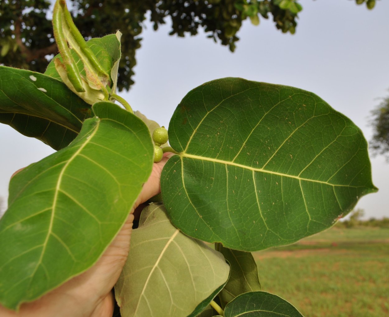 Фикус лирата листья коричневые