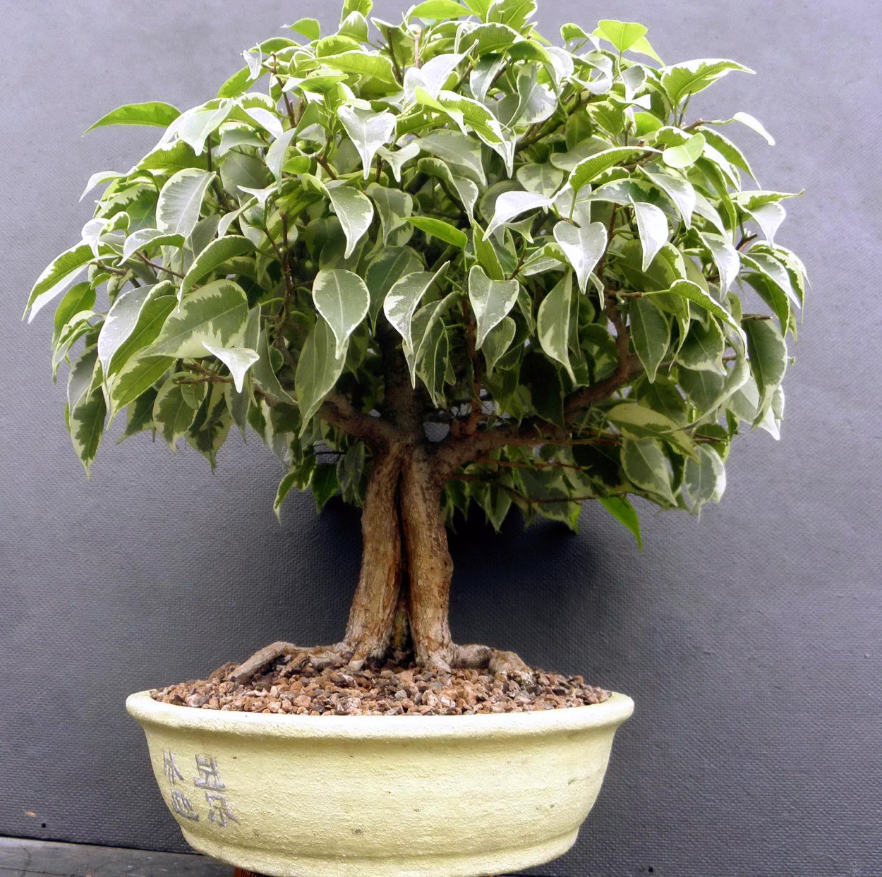 Ветка фикуса Бенджамина