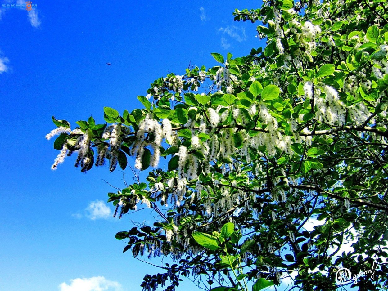 Тополь Симона цветение