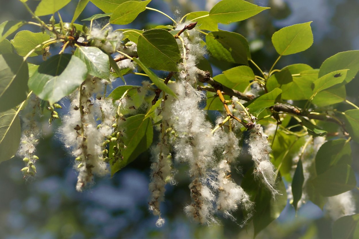 Тополь Сибирский дерево