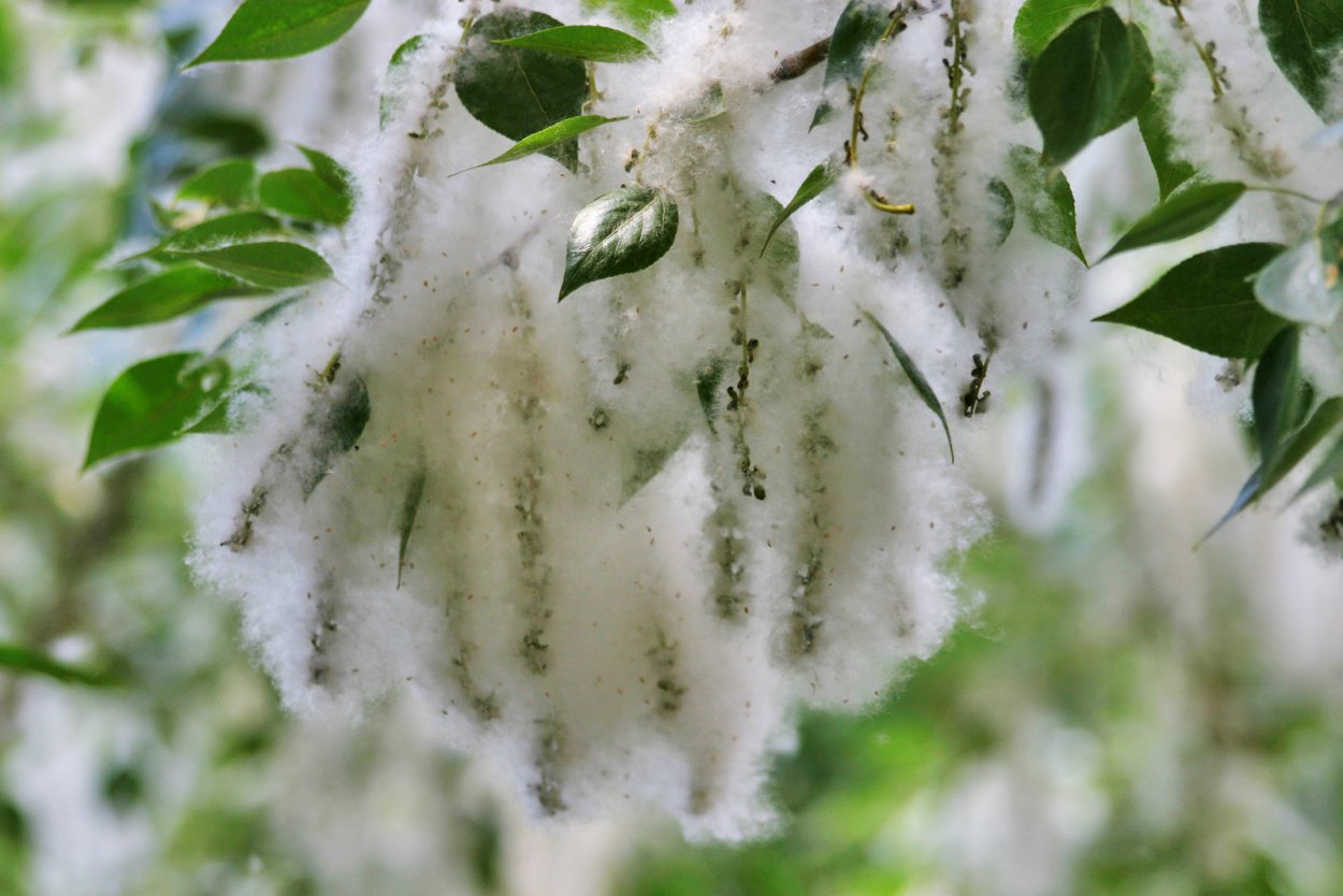 Тополь и Тополиный пух