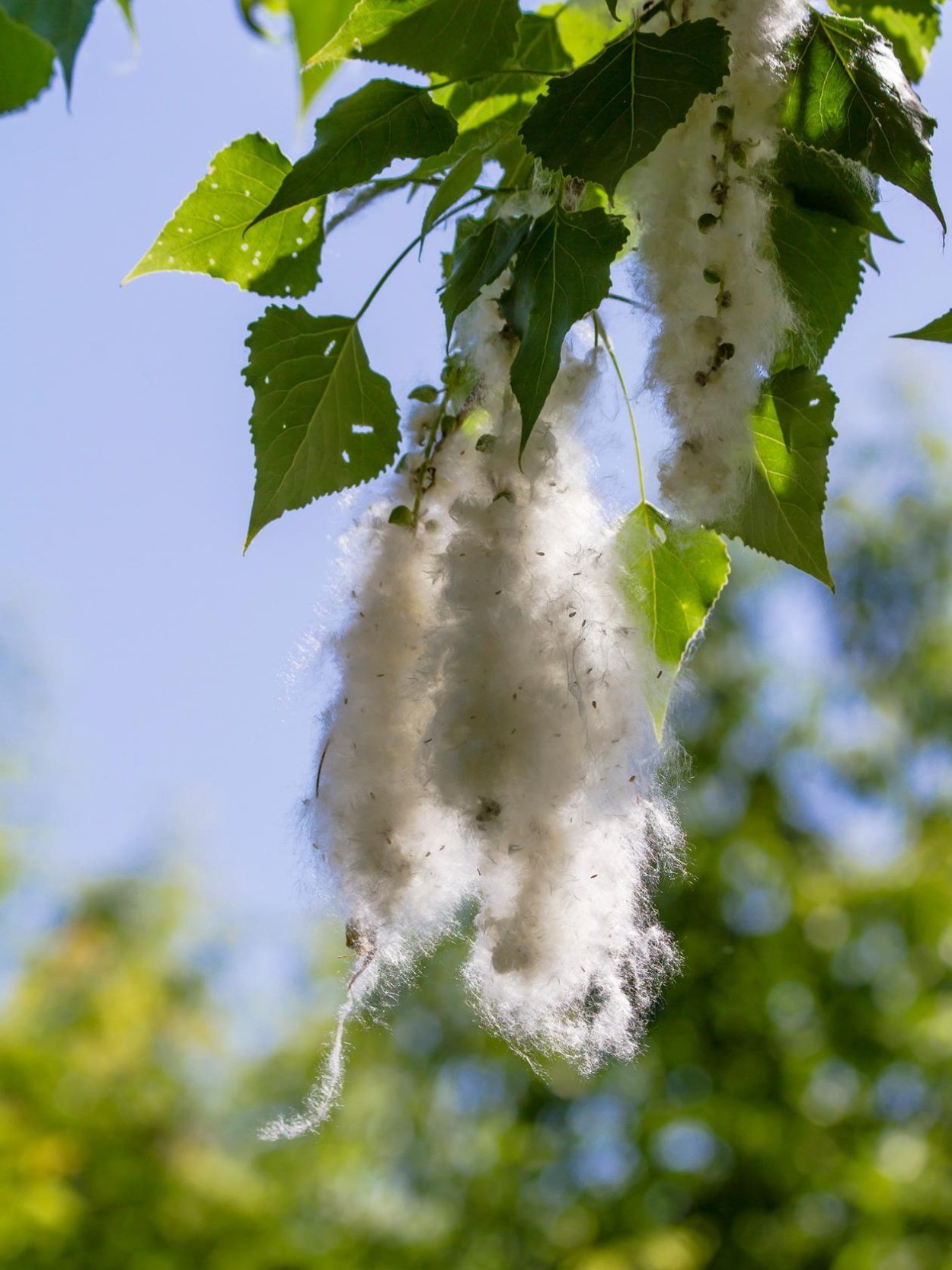 Тополиный пух дерево Тополь
