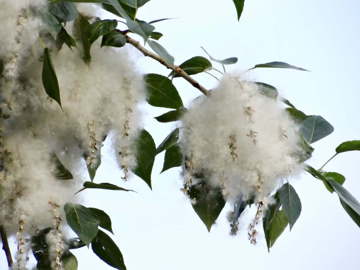 Тополь дерево пух