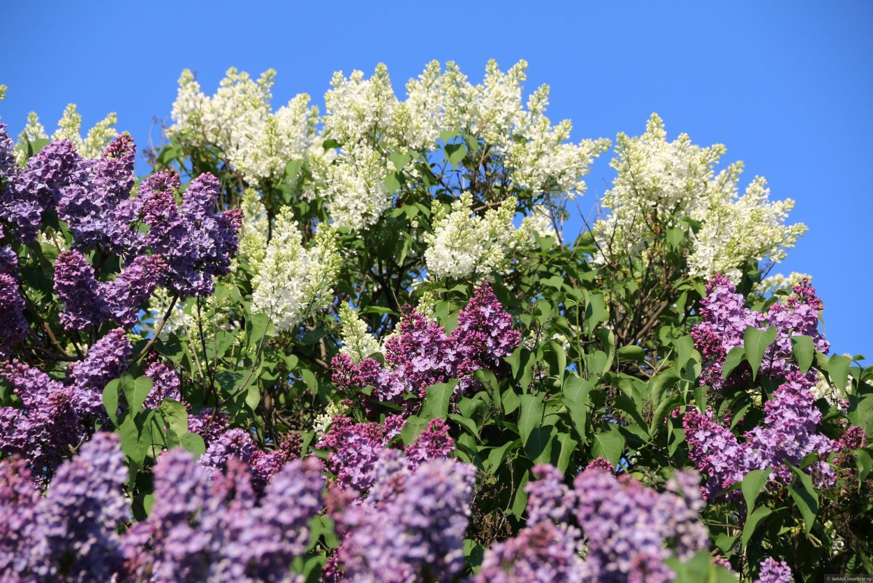 Цветущая вишня, черемуха