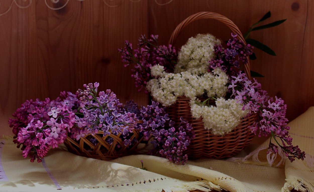 Сирень серебряный век