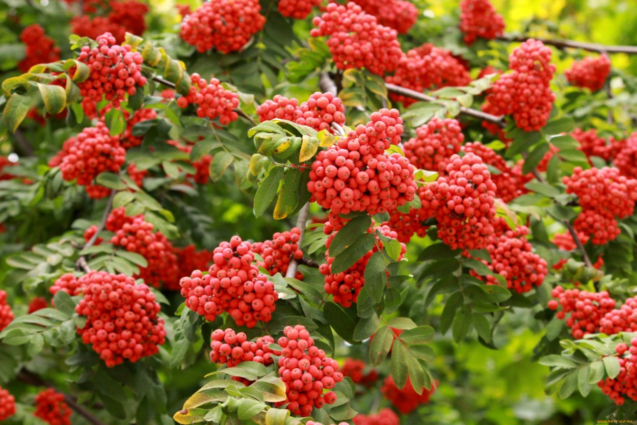 Сирень Персидская Альба