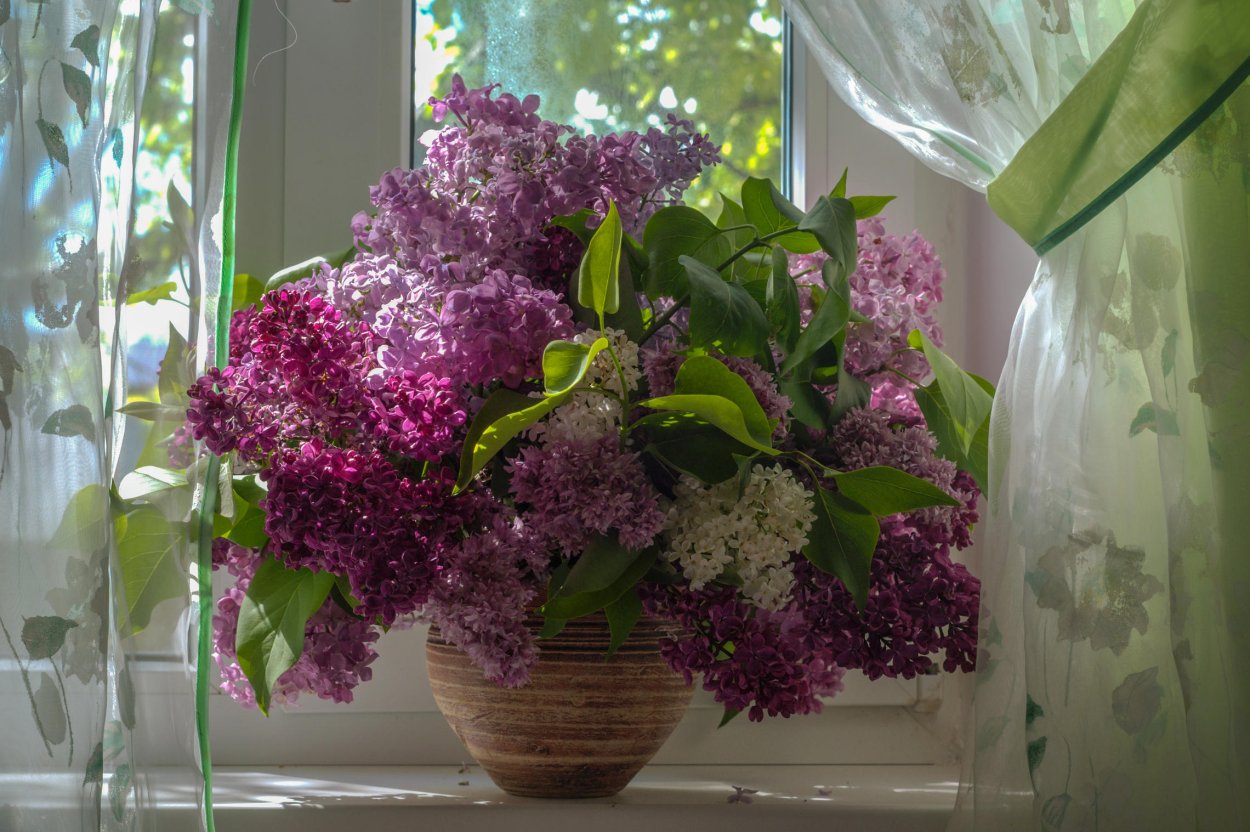 Сиреневый сад цветение