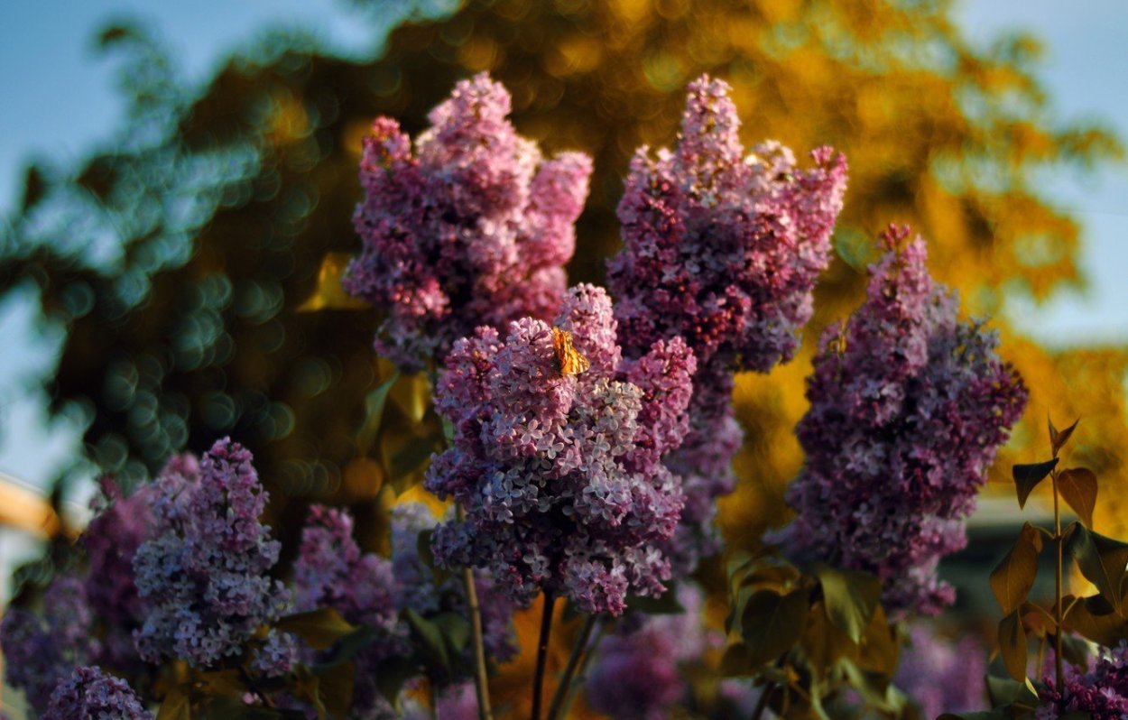 Рябина около храма Нижний Новгород