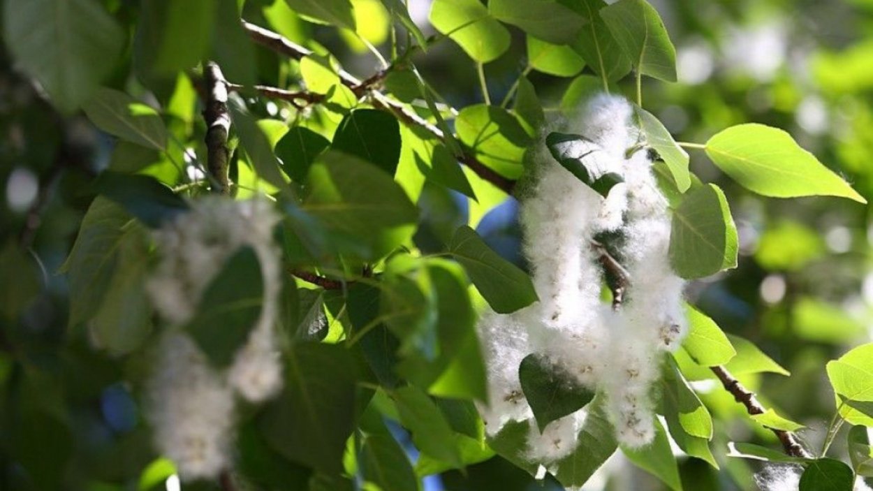 Берлинский Тополь пух