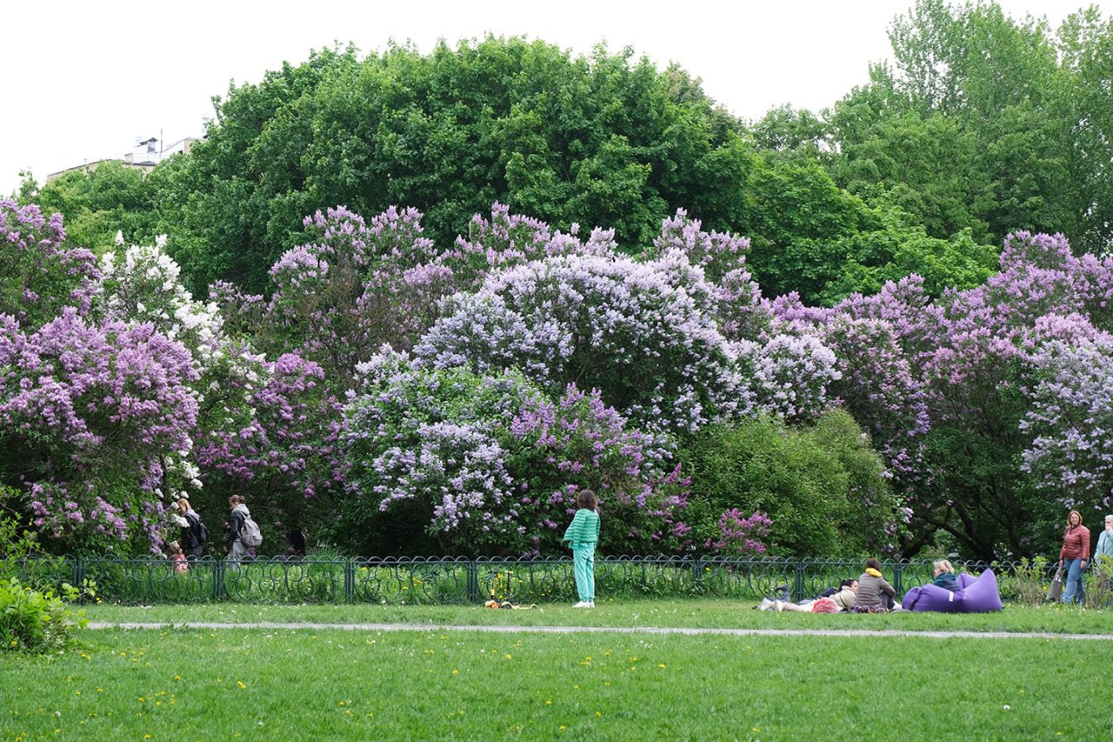 Цветущая сирень