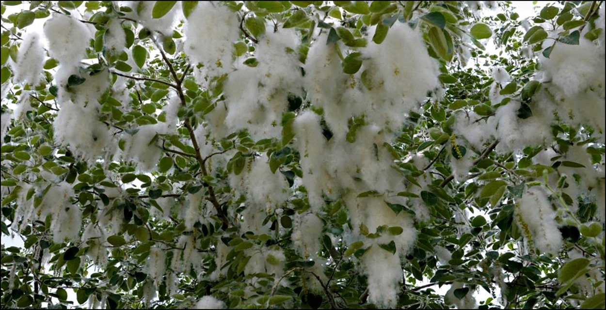 Тополиный пух