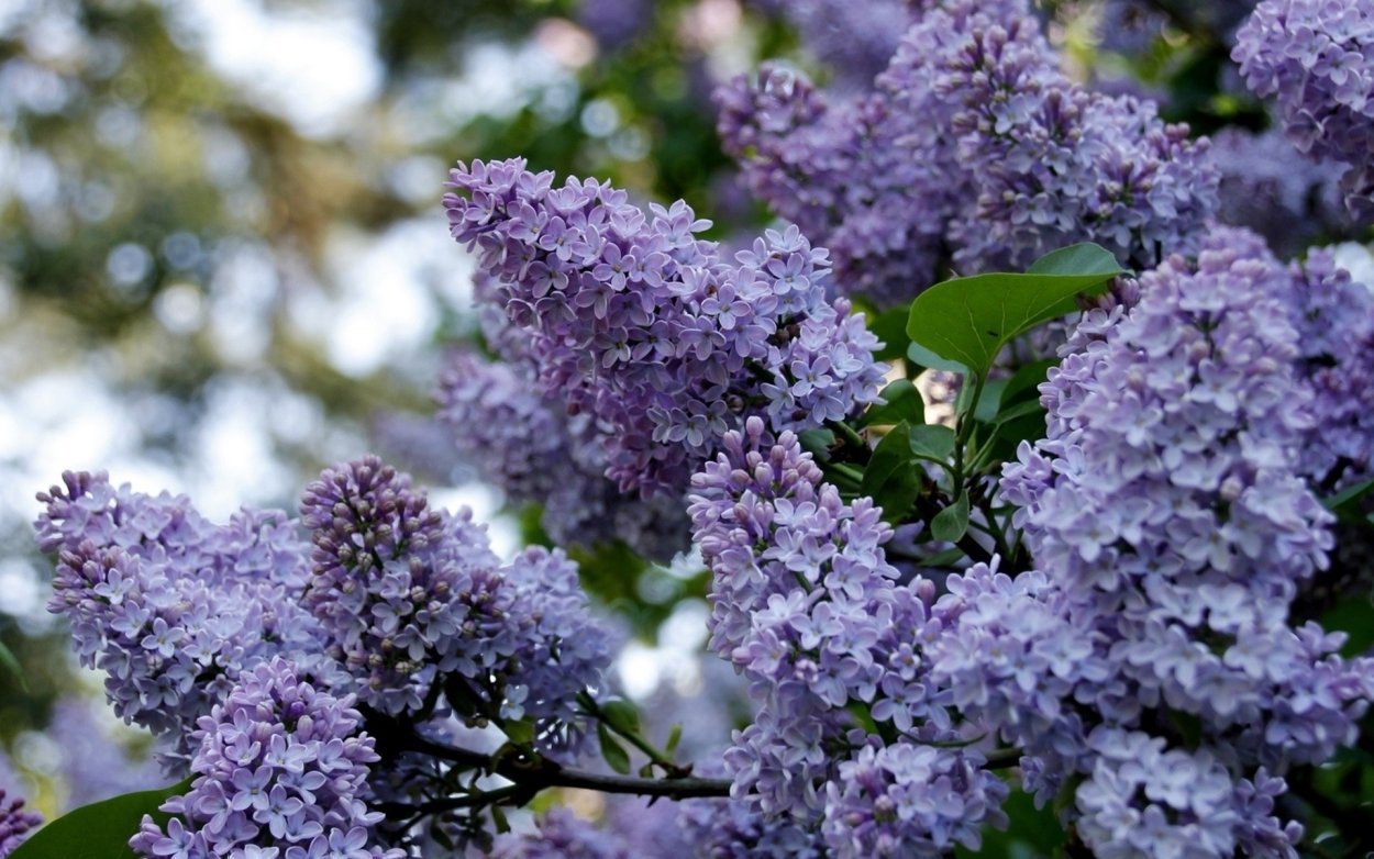 Сирень обыкновенная зима