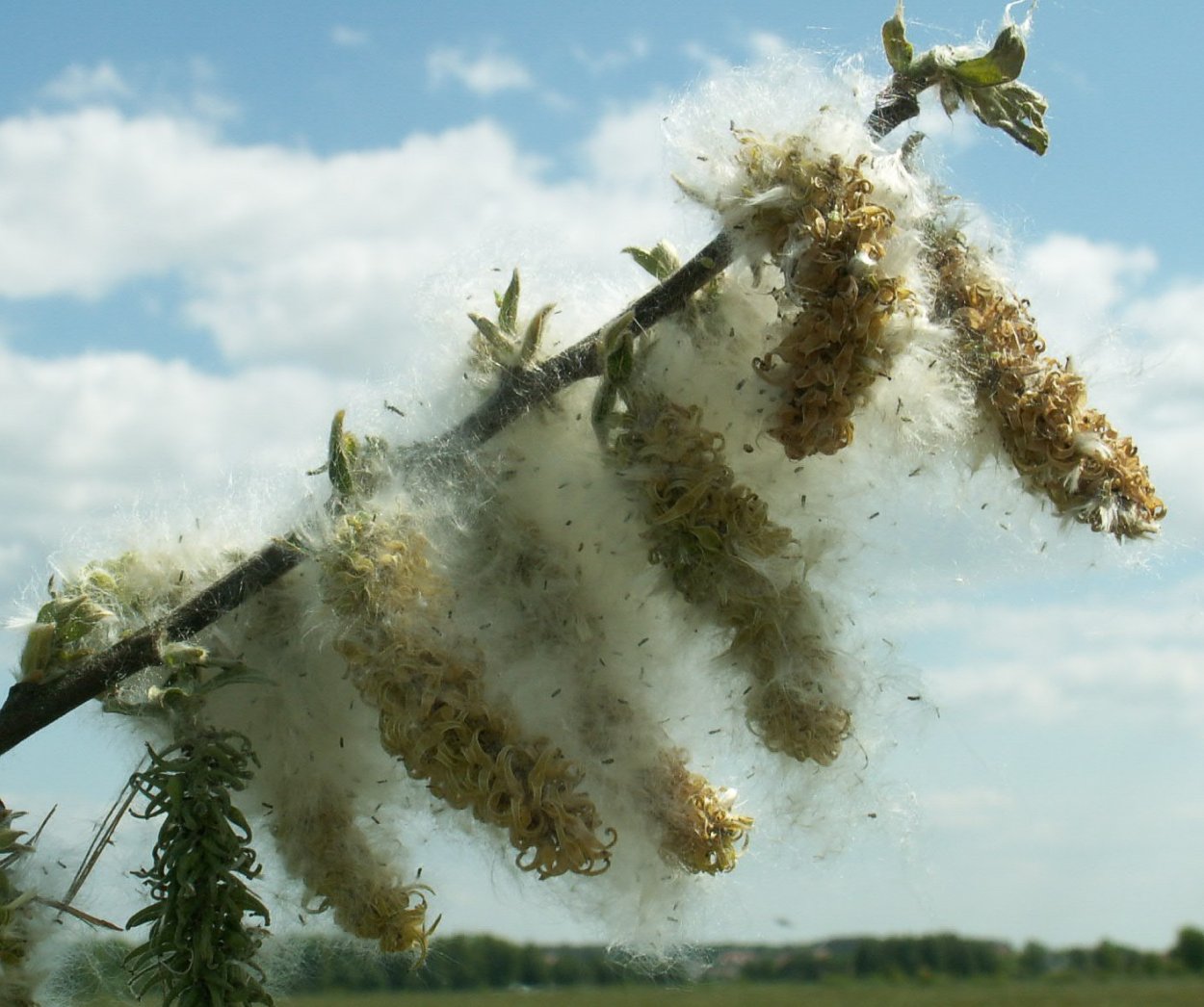 Пух одуванчика