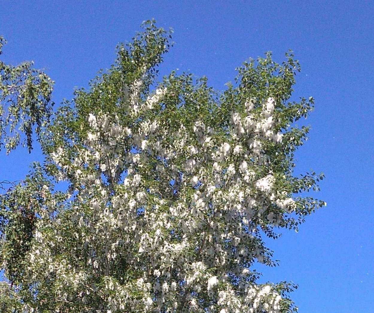 Тополь серебристый пух