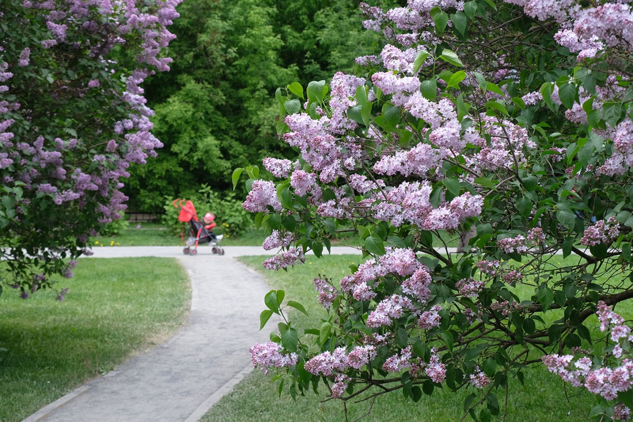 Черемуха Лесная