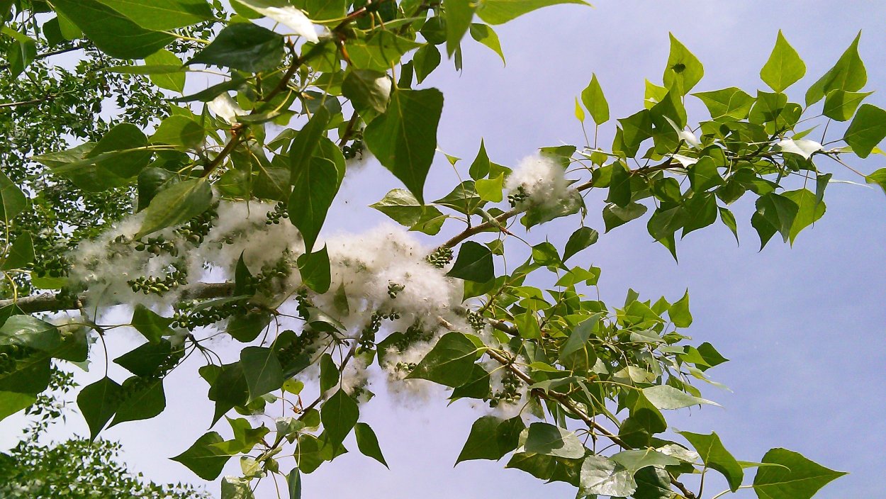 Тополь дерево пух