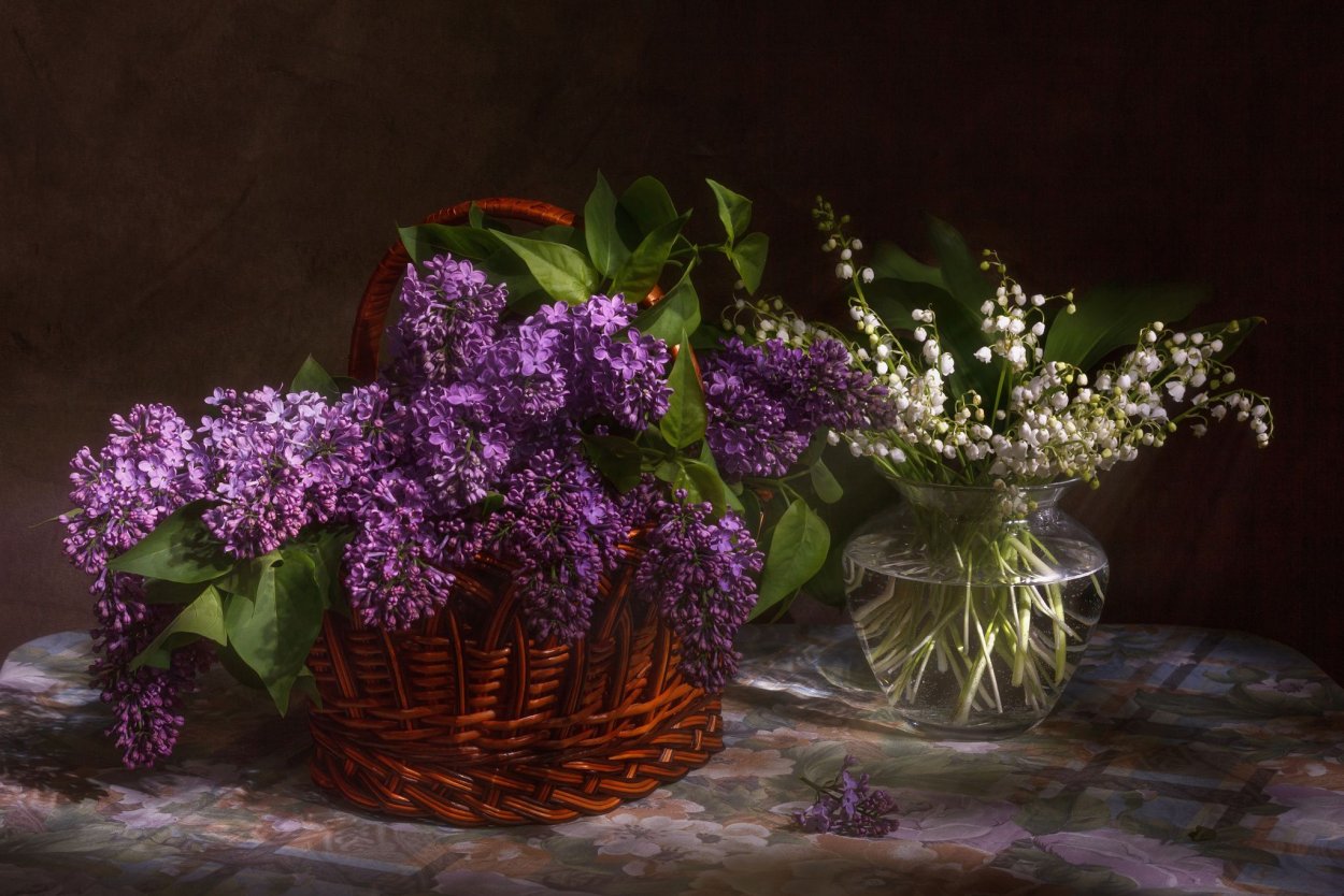 Дерево черемухи сирени