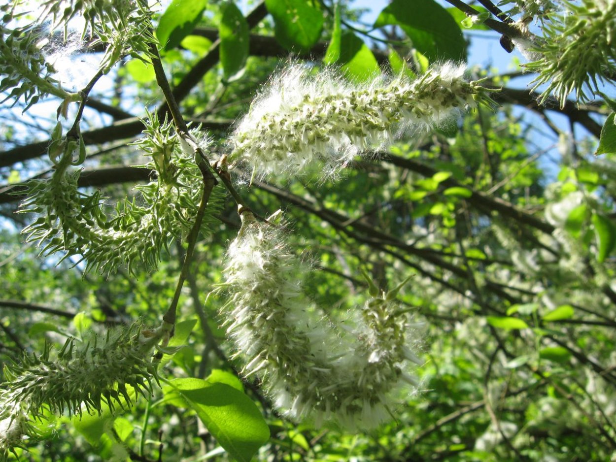 Тополь волосистоплодный
