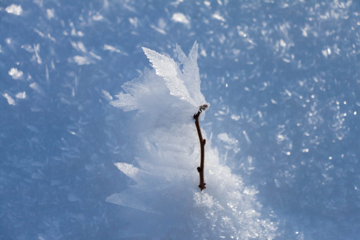 Тополиный пух в мае